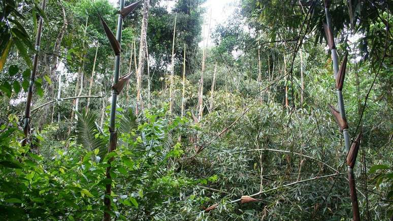 O bambu se tornou uma praga na floresta amazônica