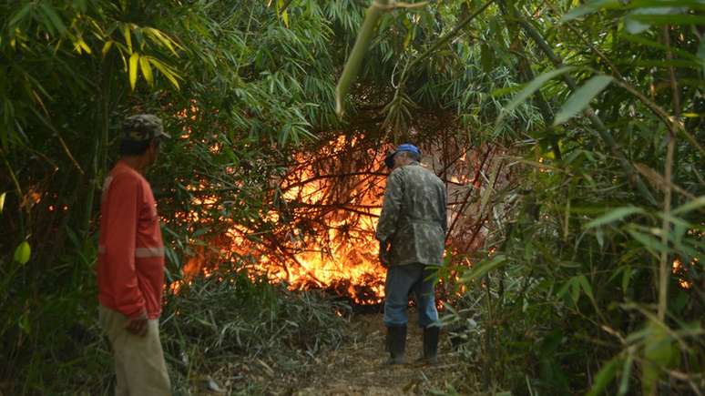 Espaços onde o bambu morreu recentemente são mais vulneráveis a incêndios florestais