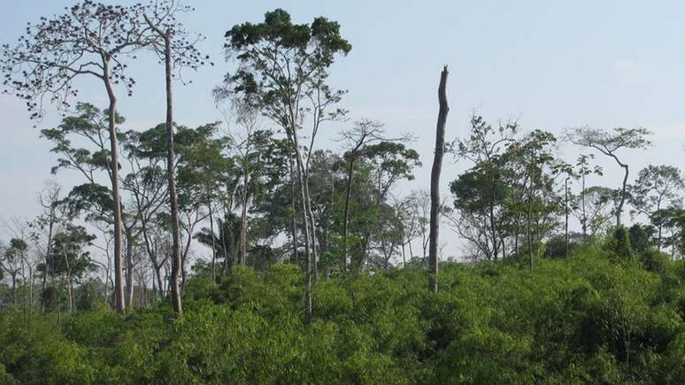 Nas matas onde h&aacute; bambu, a densidade da floresta prim&aacute;ria &eacute; menor, com menos da metade de &aacute;rvores altas e com tronco grosso