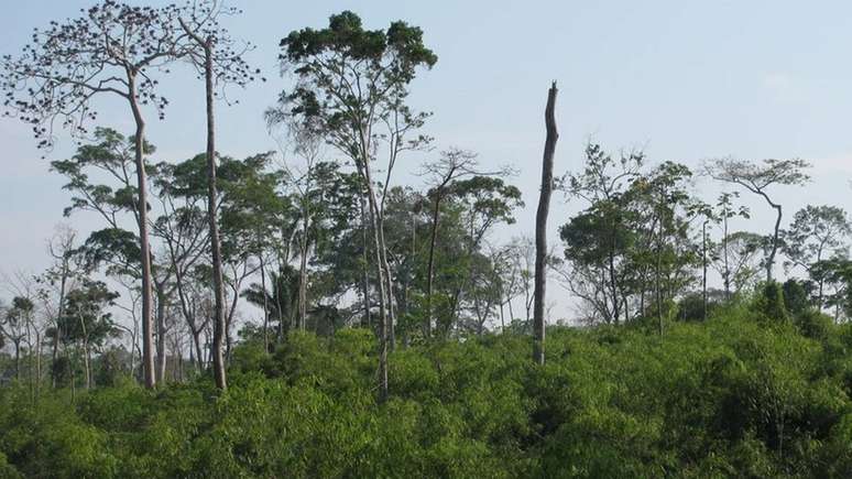 Nas matas onde há bambu, a densidade da floresta primária é menor, com menos da metade de árvores altas e com tronco grosso