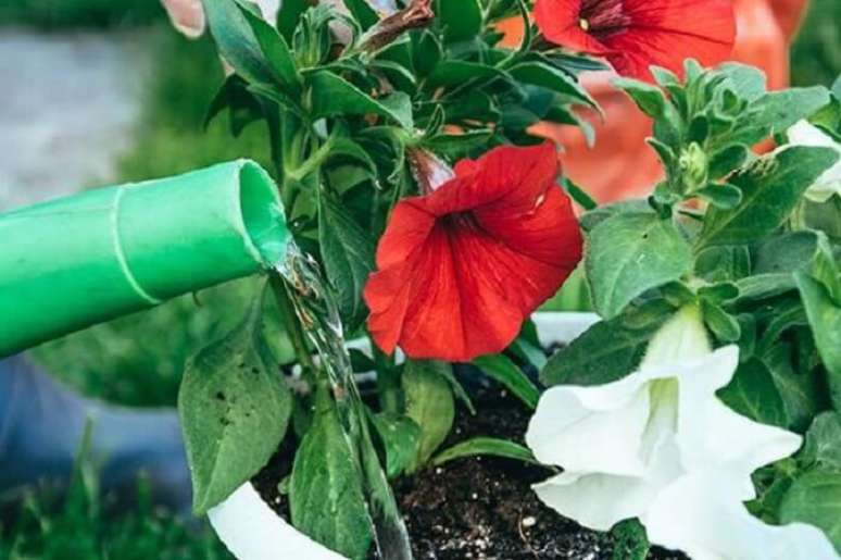 8. Saiba como cultivar flores de pet&uacute;nia. Fonte: Pinterest