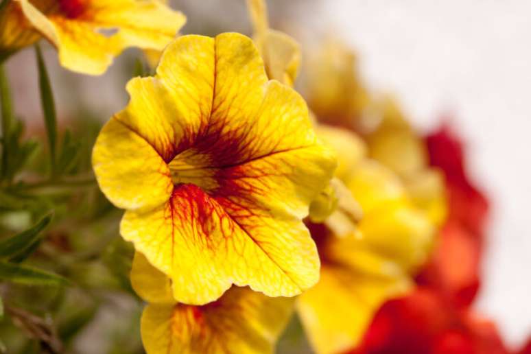 4. Petúnia planta amarela com contraste em vermelho. Fonte: Flower Meaning