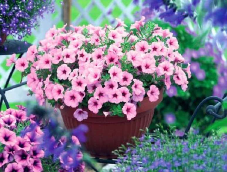 40. Flores de petúnias em tonalidade rosa claro cultivada em vaso. Fonte: Lushome