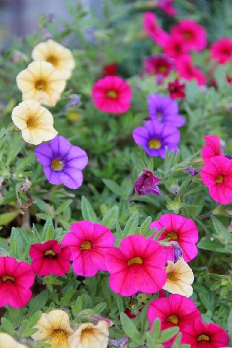 13. Flores de mini petúnia em diferentes tonalidades. Fonte: Pinterest