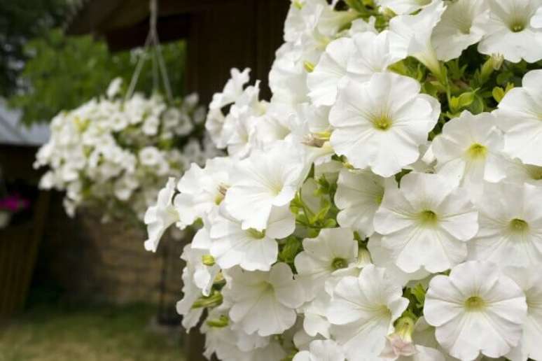 5. Flores de petúnia branca encanta a decoração desse ambiente. Fonte: Flower Meaning