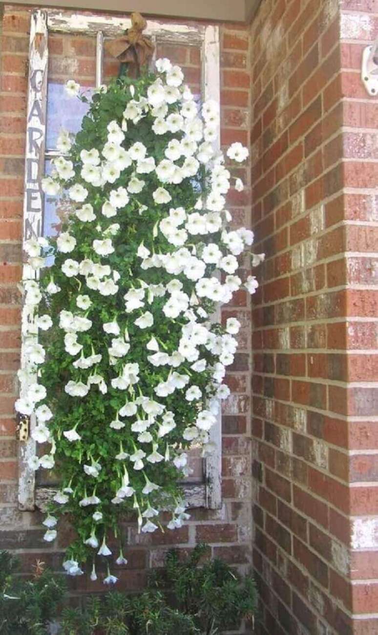 14. Flores de petúnia branca sendo cultivadas em uma estrutura de janela antiga. Fonte: Pinterest