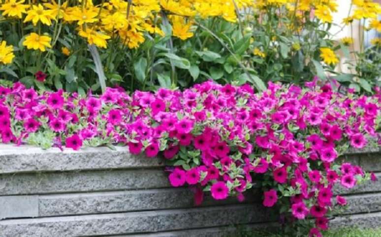 65. Flores cultivadas em jardim. Fonte: Jardim Cor