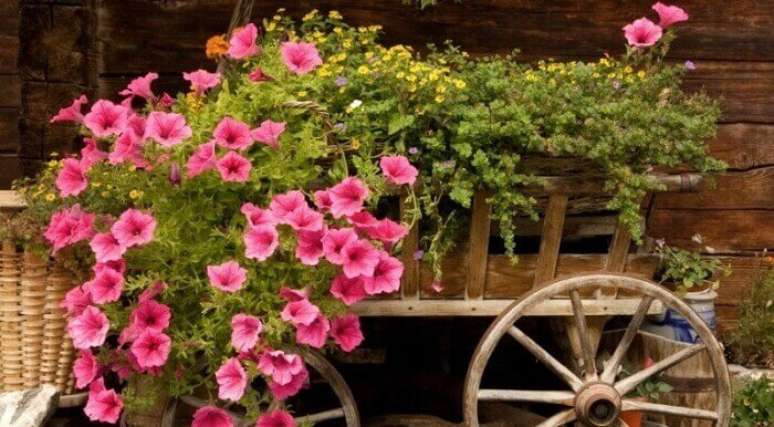 17. Flores de petúnia cultivadas em um carrinho de mão de madeira. Fonte: Pinterest