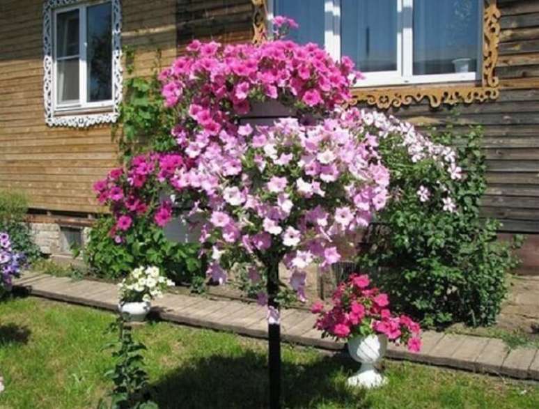 19. Flores de petúnia em diferentes tonalidades de rosa. Fonte: Pinterest