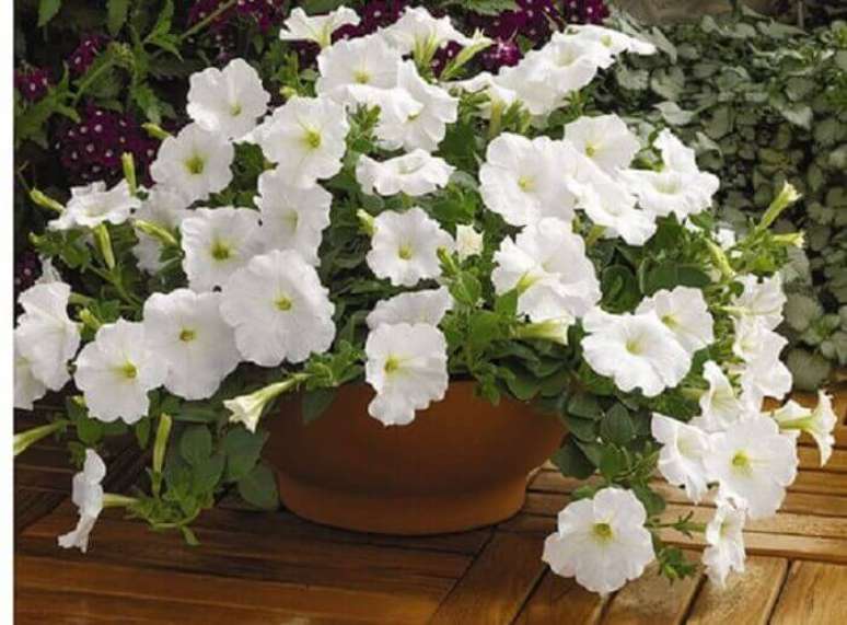 64. Pet&uacute;nia branca cultiva em vaso de barro. Fonte: Mercado Livre