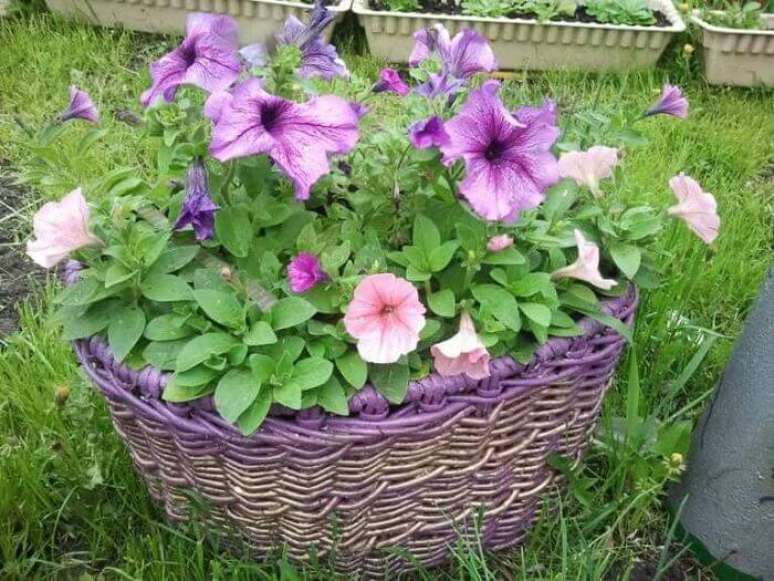 29. Pet&uacute;nia cultivada em jardim. Fonte: Pinterest