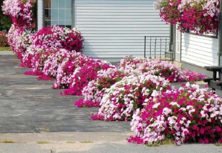 50. Petúnias cultivada em lindos vasos dispersos pela calçada. Fonte: Pinterest