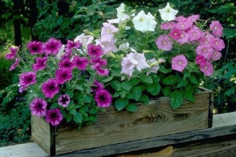 53. Petúnias coloridas cultivadas em caixote de madeira. Fonte: Canoas Garden Center