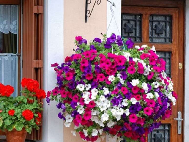 56. Petúnias cultivadas em vaso suspenso na fachada de casa. Fonte: Pinterest