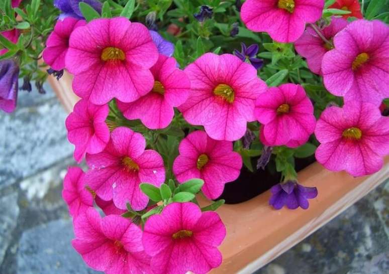 62. Cultive flores de petúnia em casa. Fonte: Pinterest
