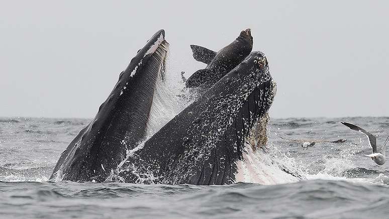 Baleia engole leão marinho