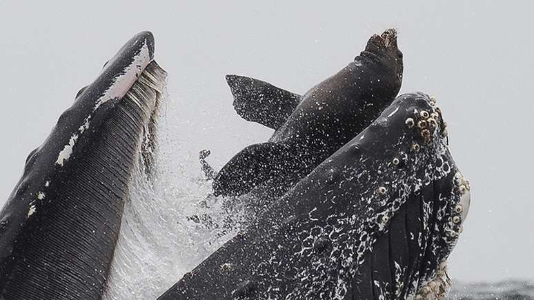 O fotógrafo garante que o leão-marinho saiu nadando depois de ter ido parar na boca da baleia