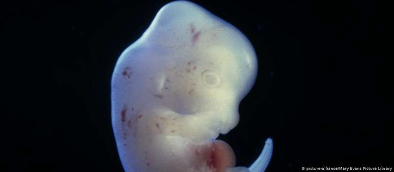 Embrião híbrido de um rato