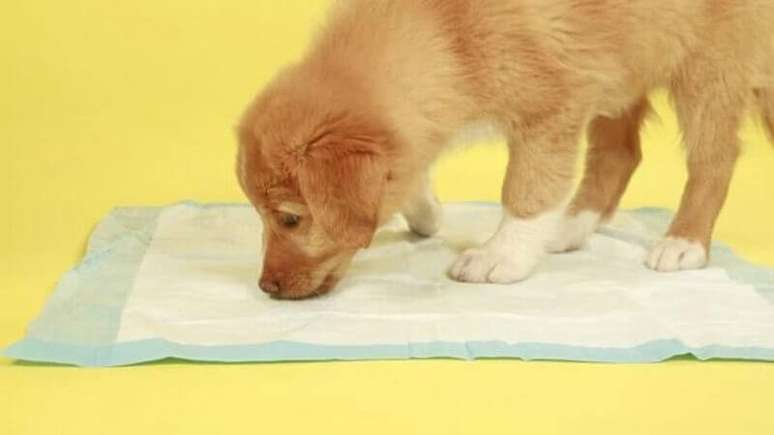 4. Limpeza de xixi de cachorro nos tapetes e carpetes &ndash; Foto Clube para Cachorros