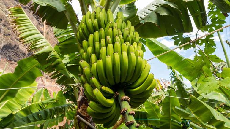 A dieta a base de banana, grão-de-bico e amendoim foi a que apresentou os melhores resultados