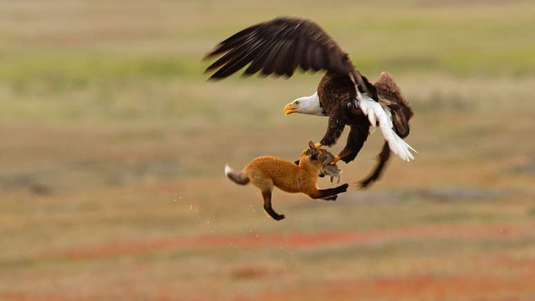 Kevin Ebi levou a menção honrosa na categoria profissional ao fotografar uma águia carregando um coelho e uma raposa