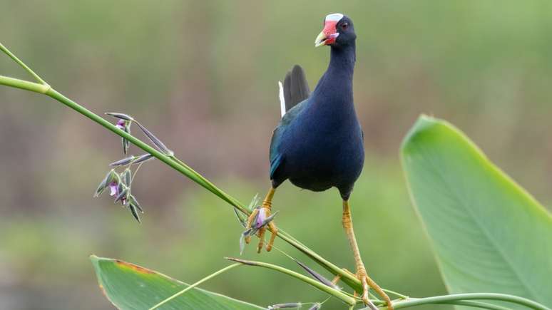 Imagem de frango-d'água-azul em cima de uma planta para se alimentar de flores fez Joseph Przybyla ganhar a menção honrosa na categoria Plants for Birds