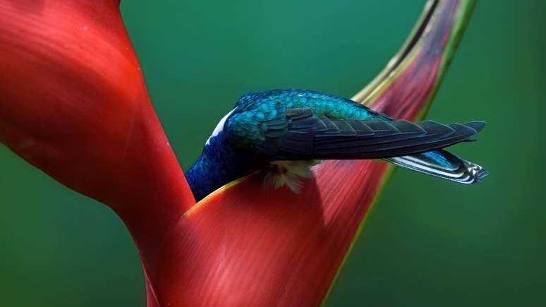 Vencedora da categoria de amadores, Mariam Kamal fotografou beija-flor em uma viagem a Costa Rica