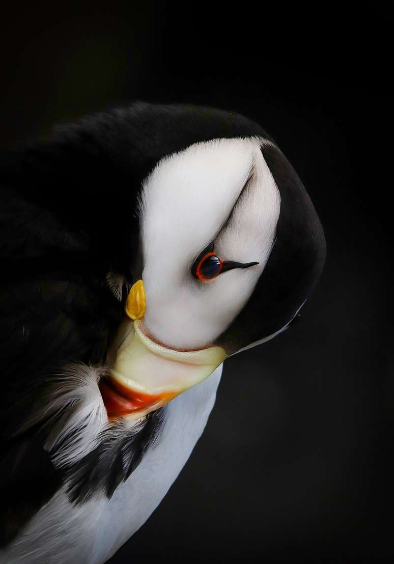 Sebastian Velasquez ganhou a categoria jovem com sua foto de um papagaio-do-mar no Alaska SeaLife Center