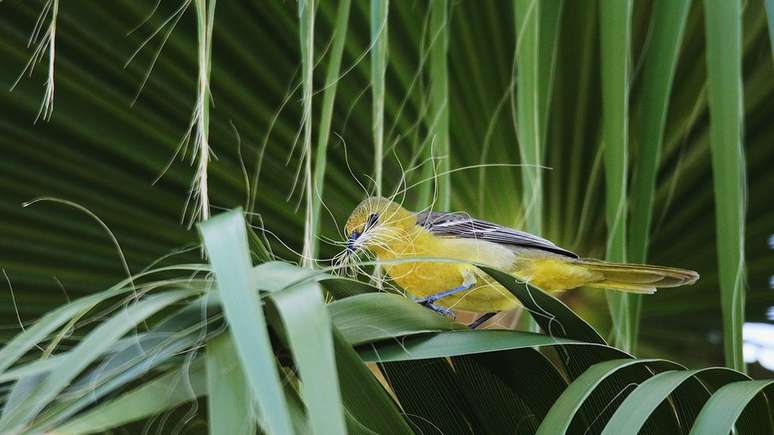 O vencedor da categoria Plants for Birds foi Michael Schulte, que fotografou um pássaro da espécie 'Icterus cucullatus' na Califórnia