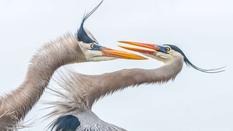 Melissa Rowell recebeu menção honrosa na categoria de amadores com a foto de um duelo entre duas garças, uma fêmea e um macho, na Flórida