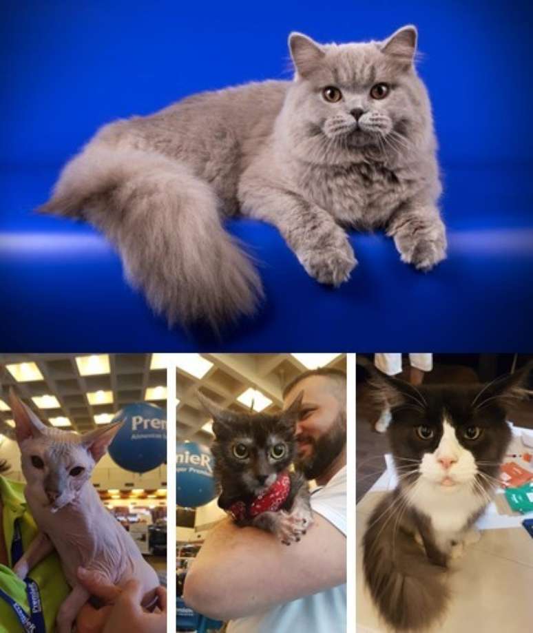 Gatos de raças diversas participarão da PremierPet