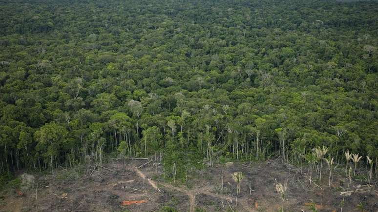 Num artigo, Stephen M. Walt, professor de Relações Internacionais, criou um cenário hipotético em que os EUA ameaçam invadir o Brasil para impedir a destruição da Floresta Amazônica