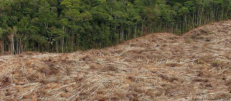Em julho, 2.254,9 quilômetros quadrados de floresta foram devastados 