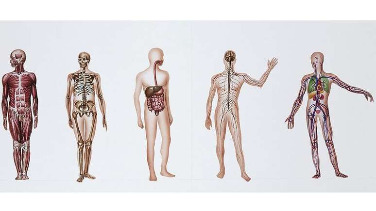 A doação de corpos é considerada inestimável para a compreensão do corpo humano
