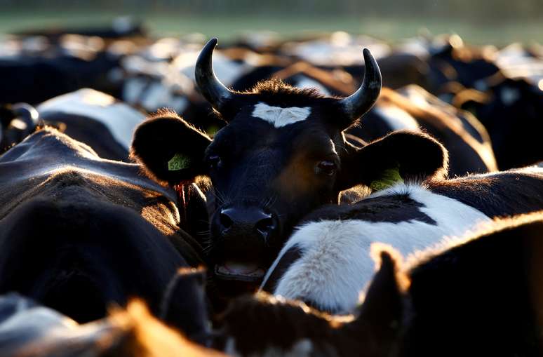 Criação de gado em Krupenishche, Belarus
23/08/2018
REUTERS/Vasily Fedosenko