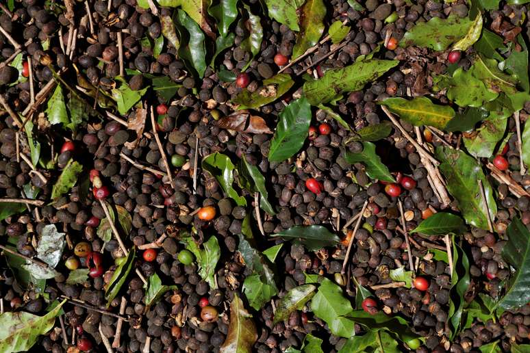 Cerejas de café em um plantio em São João da Boa Vista (SP) 
06/06/2019
REUTERS/Amanda Perobelli
