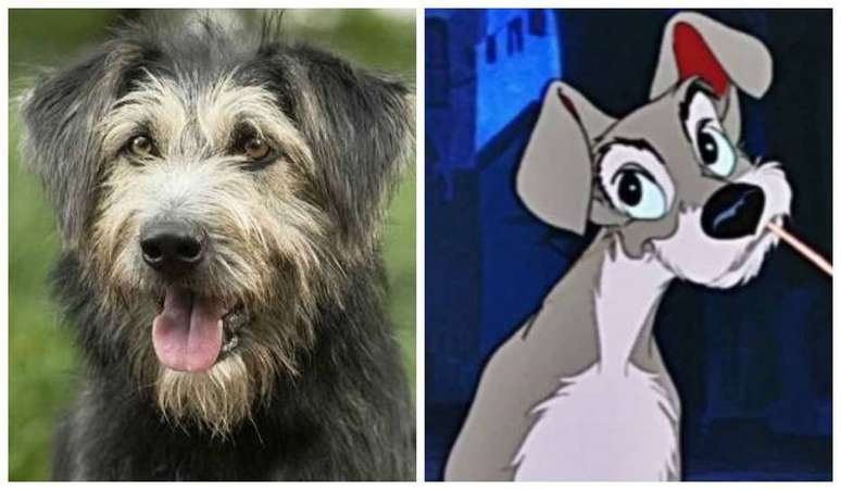 Veja os cães do live-action de 'A Dama e o Vagabundo