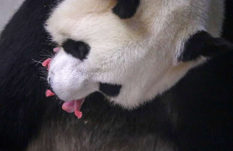 Panda recém-nascido em zoológico da Bélgica
09/08/2019
Benoit Bouchez Pairi Daiza/Divulgação via REUTERS