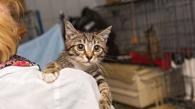 Psicólogos e veterinários têm se voltado para a saúde mental daqueles que cuidam de animais, seja como ativismo ou trabalho