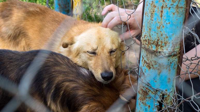 Considerar um quadro geral de conquistas, e não histórias específicas de animais não salvos, por exemplo, pode ser importante para a saúde mental de cuidadores