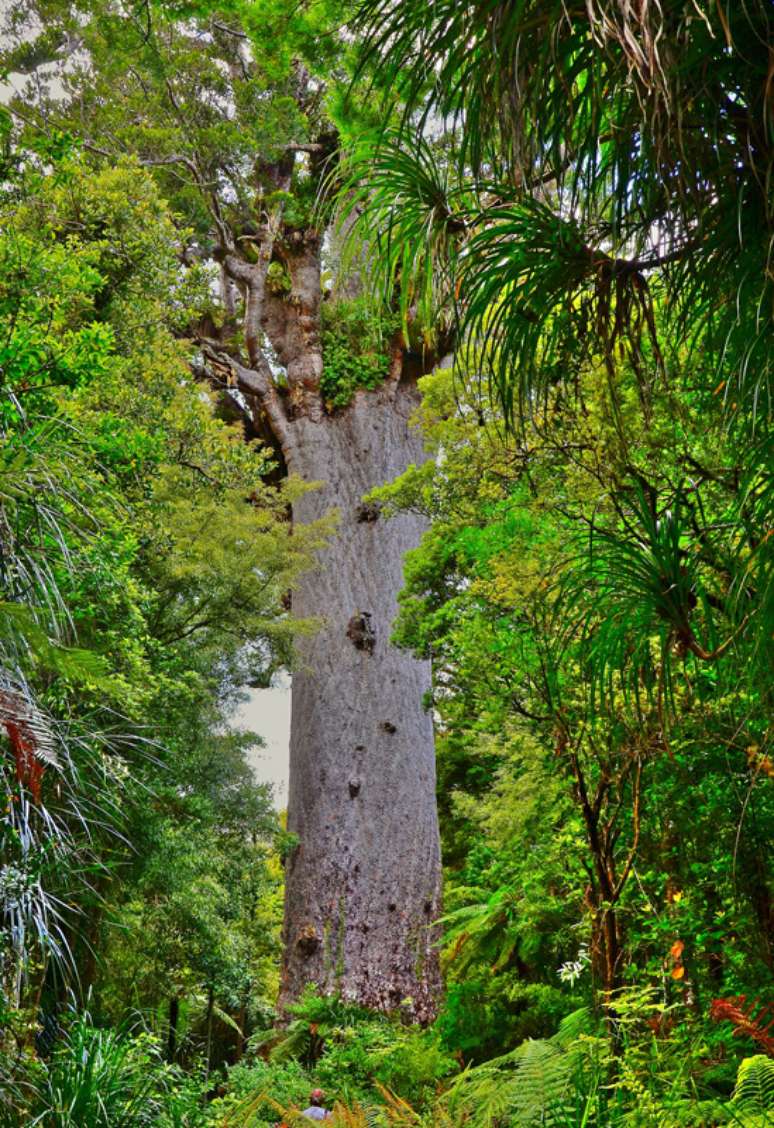 Tane Mahuta, o kauri mais famoso, mede 51,2 metros