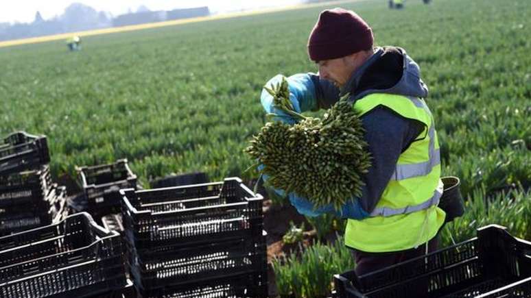 A cadeia de fornecimento para a venda de flores tem v&aacute;rias etapas delicadas, como ter uma pessoa especializada em cort&aacute;-las