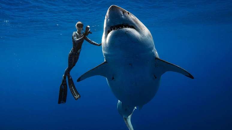 Um exemplar de tubarão branco com cerca de 6 metros de comprimento foi visto por mergulhadores em águas próximas ao Havaí