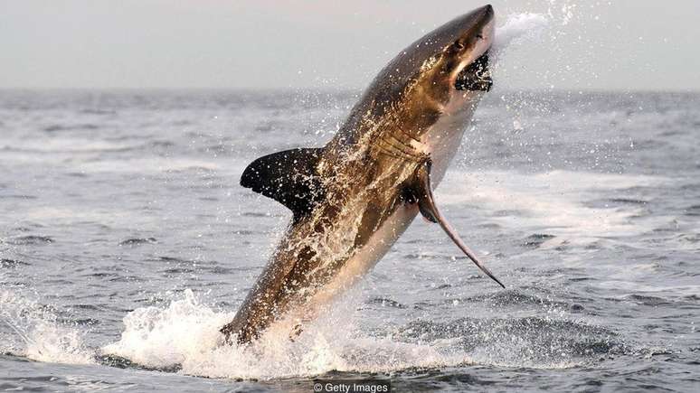 Os tubarões brancos geralmente atacam suas presas por baixo com uma mordida devastadora