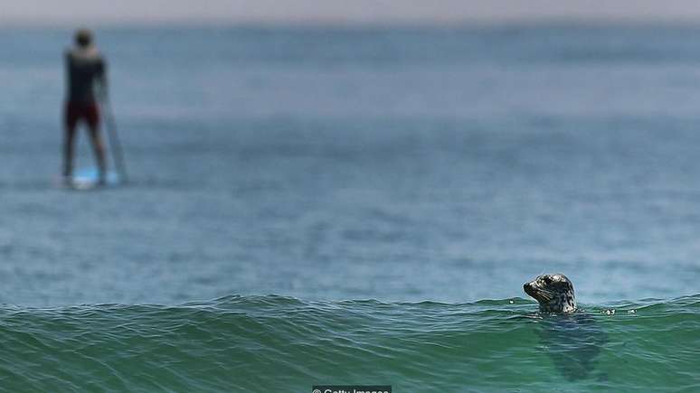 O ressurgimento de focas na costa leste dos EUA atraiu tubarões brancos para áreas populares entre os banhistas