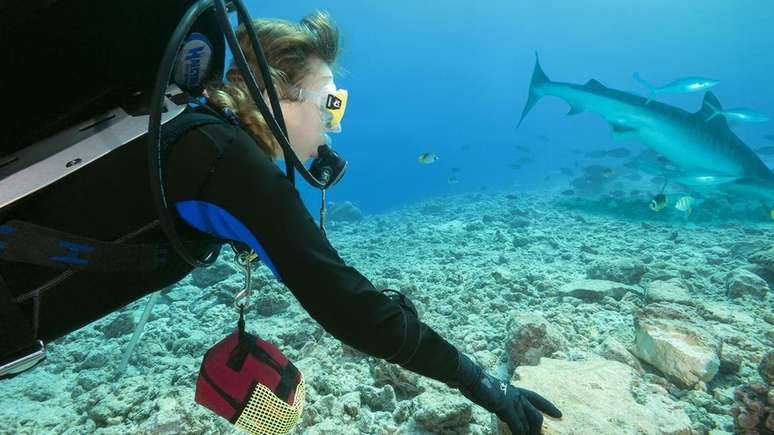Embora os tubar&otilde;es-tigre sejam uma das tr&ecirc;s principais esp&eacute;cies respons&aacute;veis pelos ataques a humanos, eles costumam ignorar as pessoas no oceano