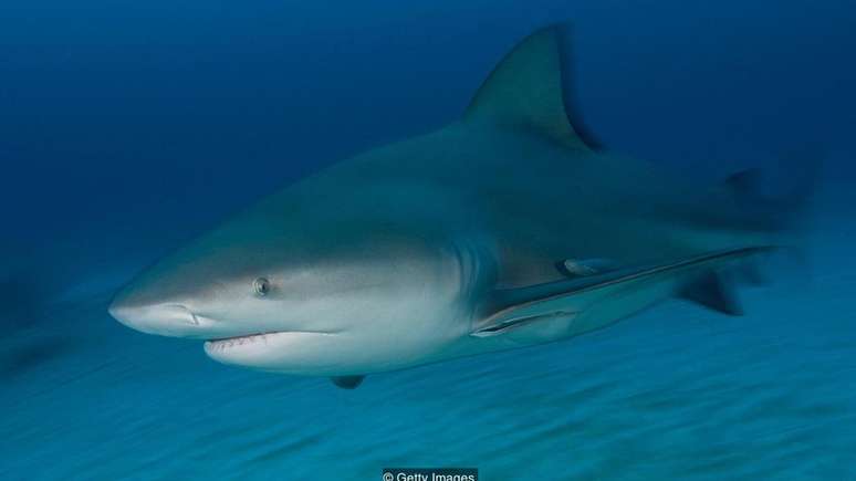 Os tubarões-touro são animais agressivos que costumam caçar na água com visibilidade reduzida