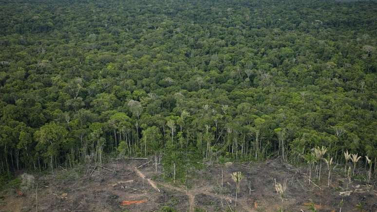 Nessa semana, a Alemanha também interrompeu repasses ao Brasil para combater o desmatamento da Amazônia