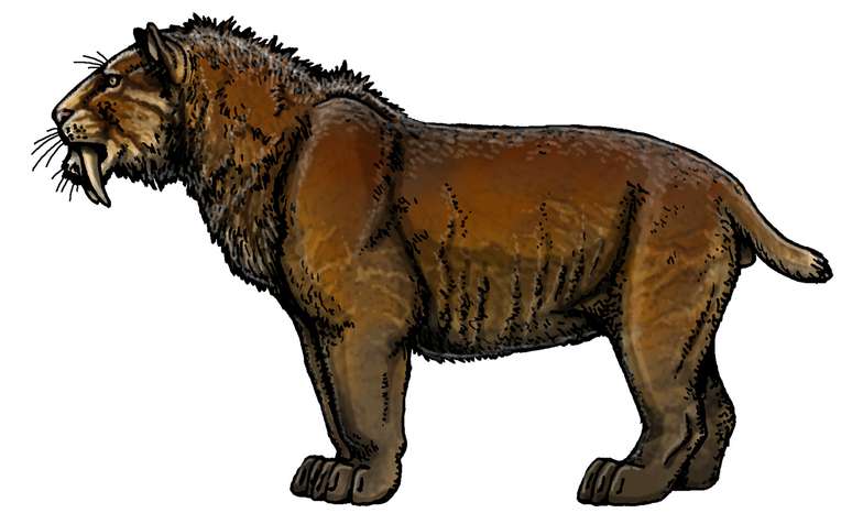 Smilodon populator, um felino maior do que leões e tigres modernos, chegava a pesar 400 kg