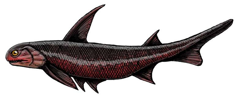 Machaeracanthus sp, um pequeno peixe, viveu há 400 milhões de anos
